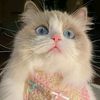 _sassychic3