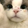 cleyfluffy