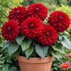 bunga.dahlia422