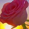 addn77