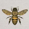 fatanaqib