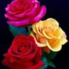 abdul.mannan64