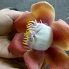 vo.cung68