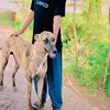 Bahawalsher Kathia