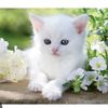 elif49811