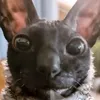 imitsshadow
