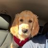mambothegolden