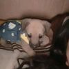 jadelizmeza122