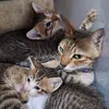justaddlove01