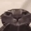 nqaahwn