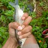 .arepmancing