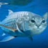 aron_ikan