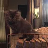 tanen_official_tili