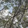 chhiu322