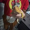 Chimpychu