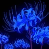 last_blue.spiderlily1211