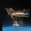 mrmcdoggo