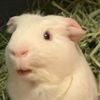 zigthepig101