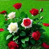 rohima.begom23