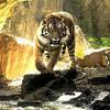 ys.harimau