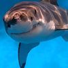mrgiggleshark438