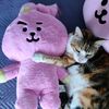 calico.army