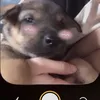sgahshsjs