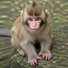Baby Monkeys Family