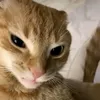 _dvlbny