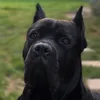 canecorsoargo