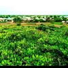 maryan.macalin2
