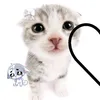 cat613598