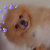 i.love.naruto.uzu