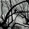 unfurl