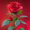mincess123