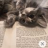 creativekitty5