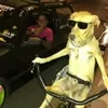 imastupiddog2