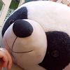 pandaam15