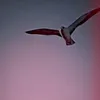 zaxo00000000000