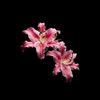 mariam.mohammed4133