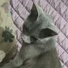 liddysilva3