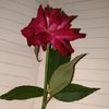 samira.akter032