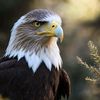 s5eagle450