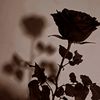 .mel._dzz