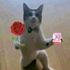 mans_abcd