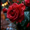 zefa_hesenova88