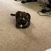 heyheyitsdredre03