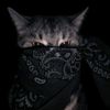 sabri.qwu