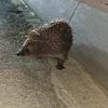 ivankebabcho