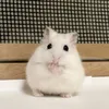 martalubichomiki